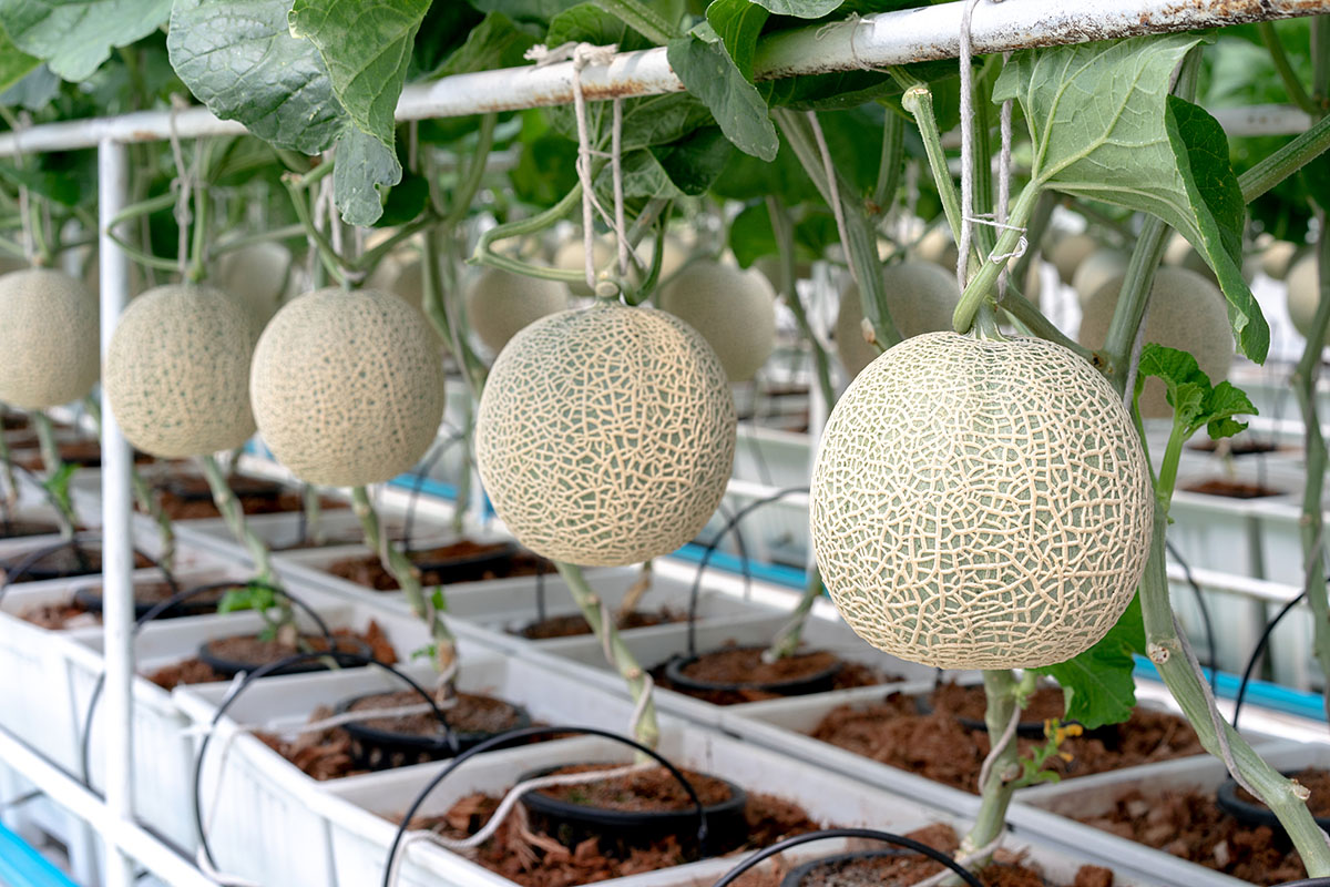 Nhà màng trồng dưa lưới