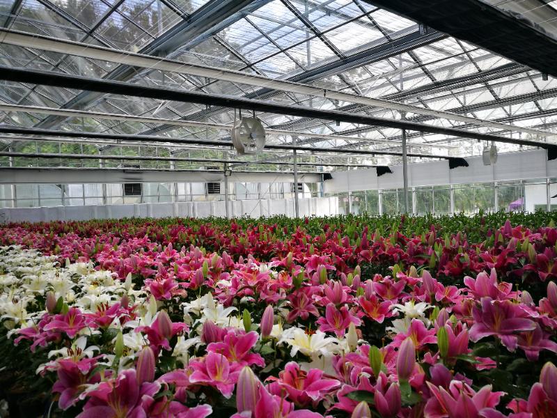Flower and nursery greenhouse application