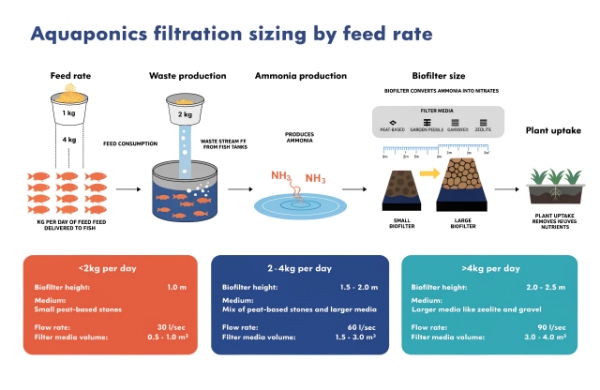 Aquaponics filtration sizing by feed rate: feed → waste → ammonia → biofilter → plant uptake aquaponics filtration sizing by feed rate