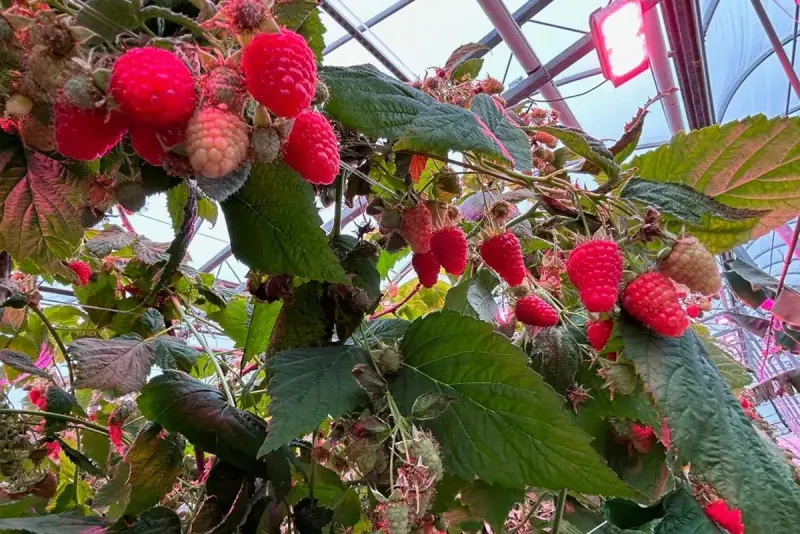 Berry greenhouse application