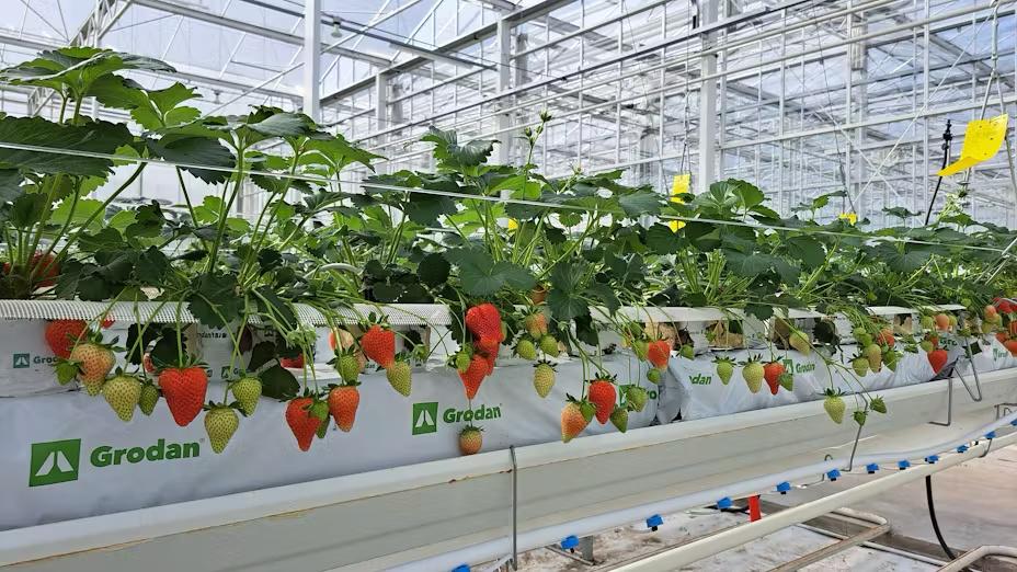 Clean hydroponic strawberry gutter system inside a greenhouse. Strong for hydroponic or berry-system explanation. greenhouse exterior for greenhouse climate control system