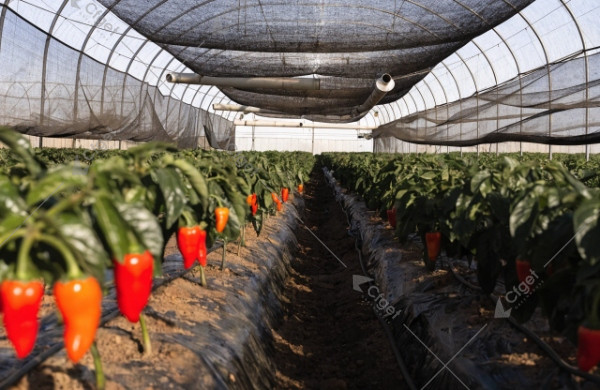 biskra algeria sweet pepper greenhouse rows with s
