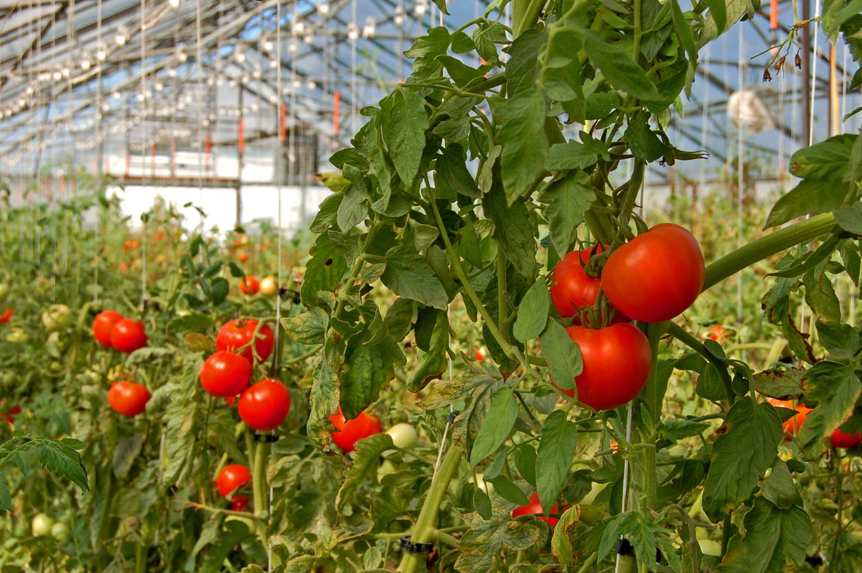 Tomato-focused greenhouse image best used on tomato cultivation or yield-proof sections. tomato crop for best greenhouse covering material