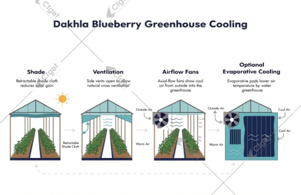 Dakhla blueberry greenhouse heat control staged strategy Dakhla blueberry greenhouse heat control staged strategy