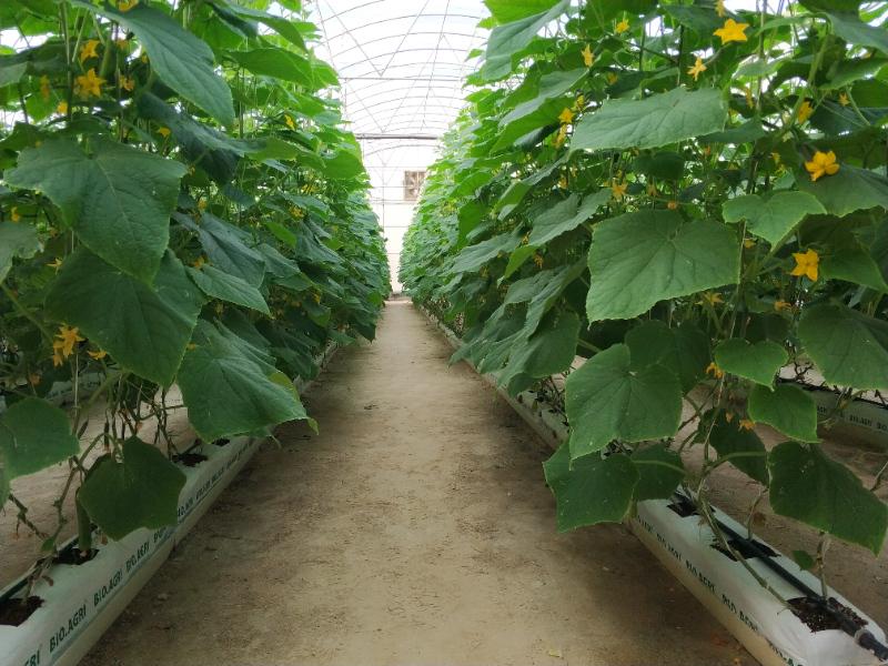 flower or nursery crop for cucumber greenhouse