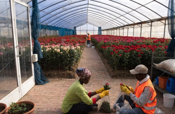 Ethiopia rose greenhouse EU compliance pest barriers Ethiopia rose greenhouse EU compliance pest barriers