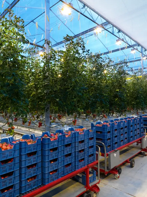 Maraichage sous serre