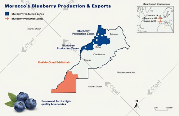 Morocco blueberry production expands to Dakhla and exports to Europe Morocco blueberry production expands to Dakhla