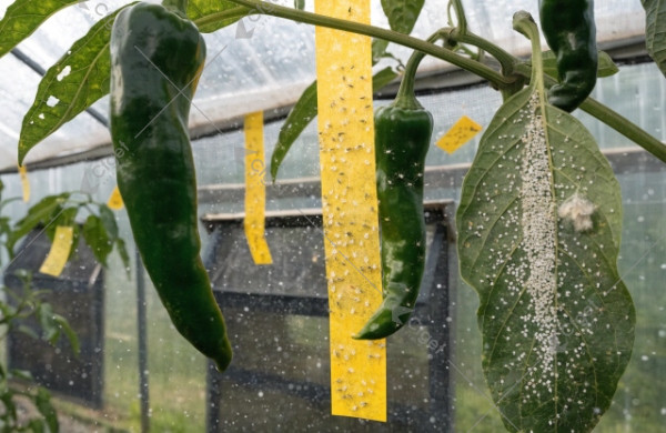 Pepper greenhouse whitefly IPM: sticky traps, insect netting, leaf inspection pepper greenhouse whitefly IPM Africa