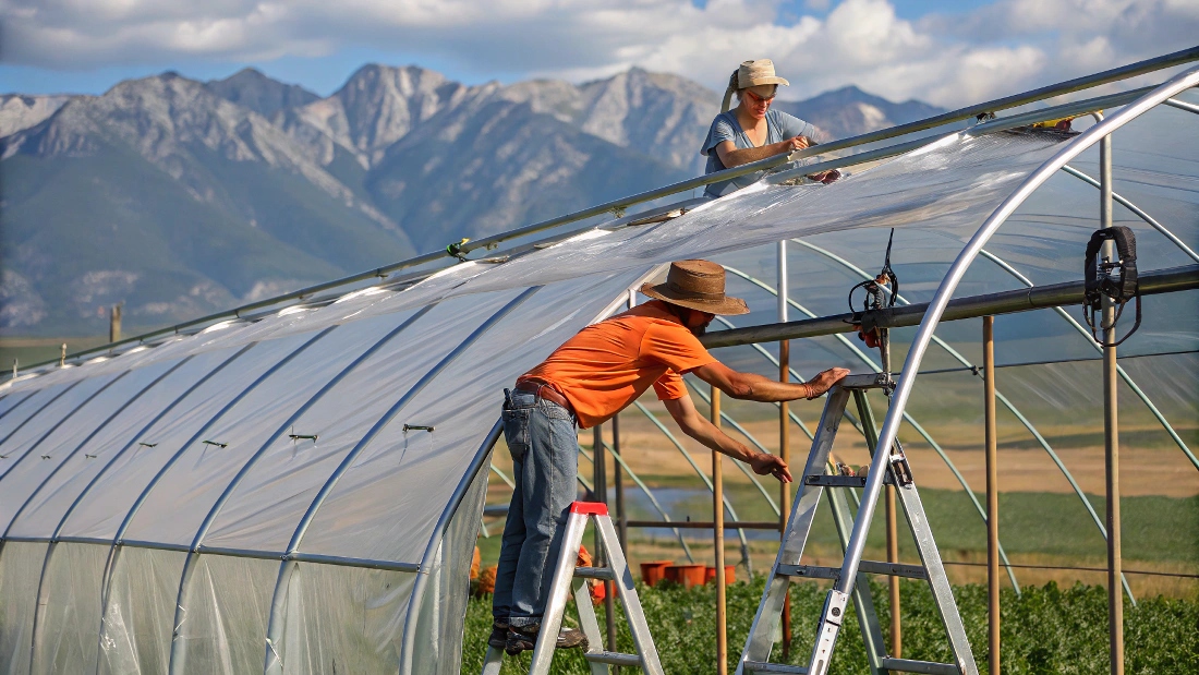 Workers installing cover film on a tunnel greenhouse. Best for installation-process copy. greenhouse installation or construction for best greenhouse covering material