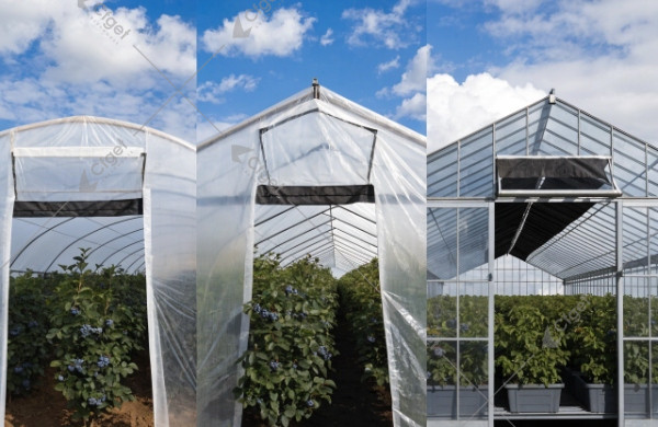 Dakhla blueberry greenhouse type comparison tunnel film glass Dakhla blueberry greenhouse type comparison