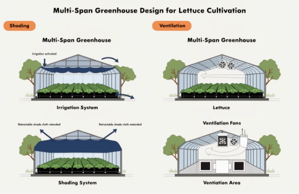 Kenya multi-span greenhouse for lettuce design with shading, irrigation, and ventilation Kenya multi-span greenhouse for lettuce design