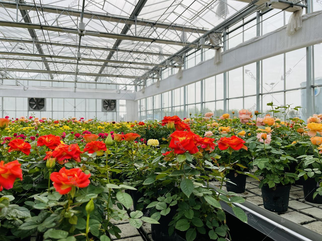 A practical RFQ should make structure, covering, systems, logistics, and after-sales support visible before price is compared. greenhouse project planning image for best commercial greenhouse for commercial growers detail