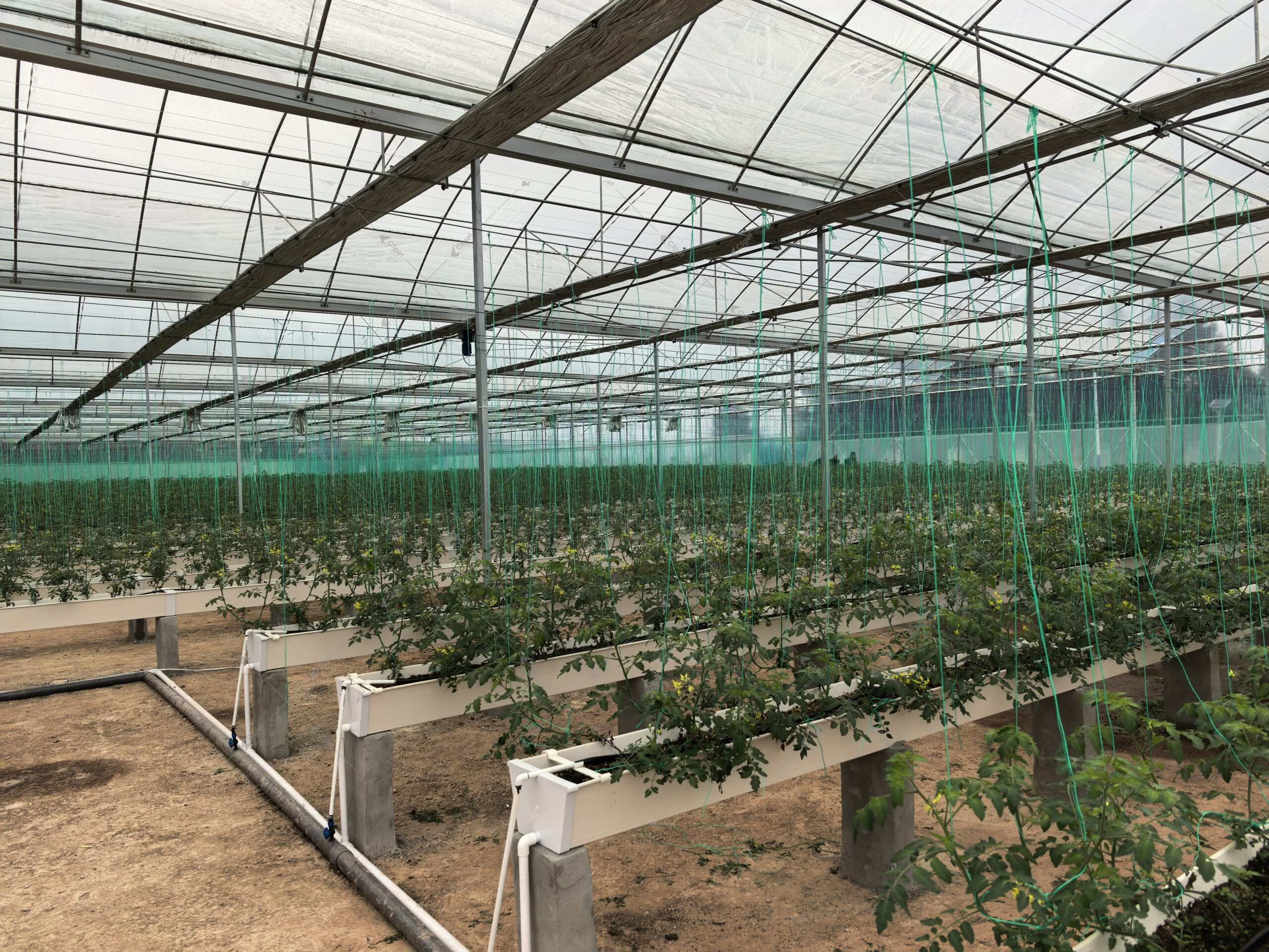 greenhouse project planning image for best greenhouse covering material overview