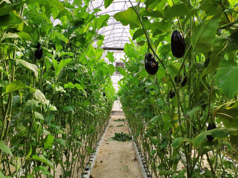 Project images help buyers separate a complete greenhouse offer from a quote that leaves important work undefined. greenhouse project planning image for best greenhouse covering material detail