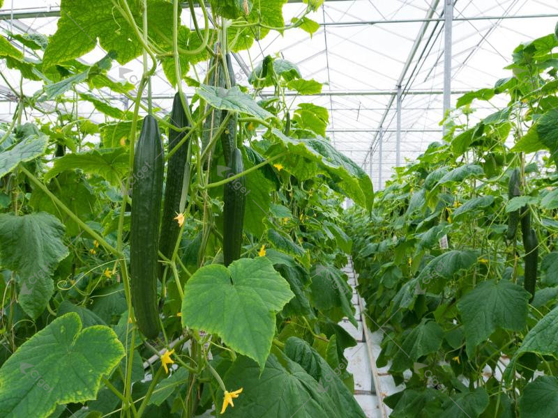 A practical RFQ should make structure, covering, systems, logistics, and after-sales support visible before price is compared. greenhouse project planning image for best greenhouse covering material detail
