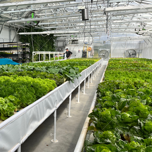A practical RFQ should make structure, covering, systems, logistics, and after-sales support visible before price is compared. greenhouse project planning image for Best Light Dep Greenhouse detail