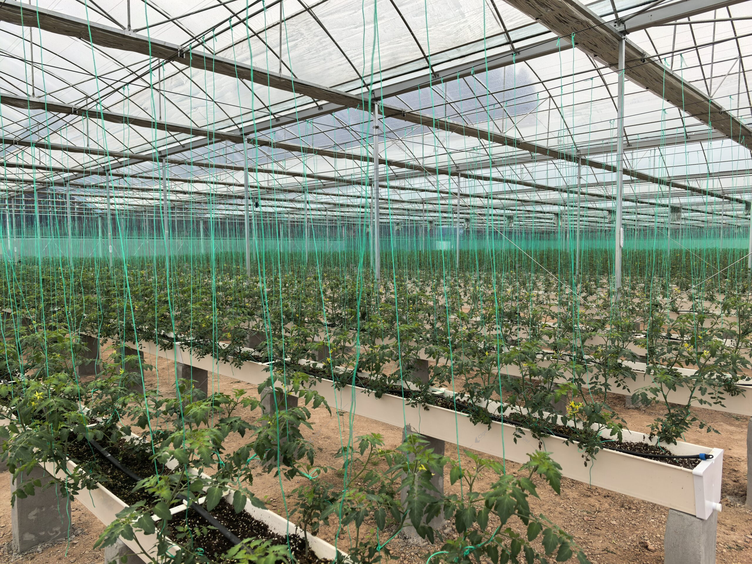greenhouse project planning image for best polycarbonate greenhouse for commercial growers overview