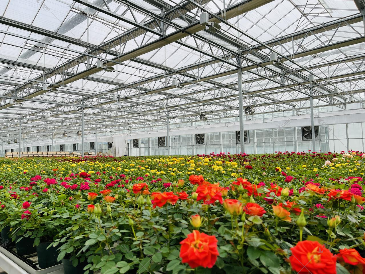 A practical RFQ should make structure, covering, systems, logistics, and after-sales support visible before price is compared. greenhouse project planning image for best polycarbonate greenhouse for commercial growers detail