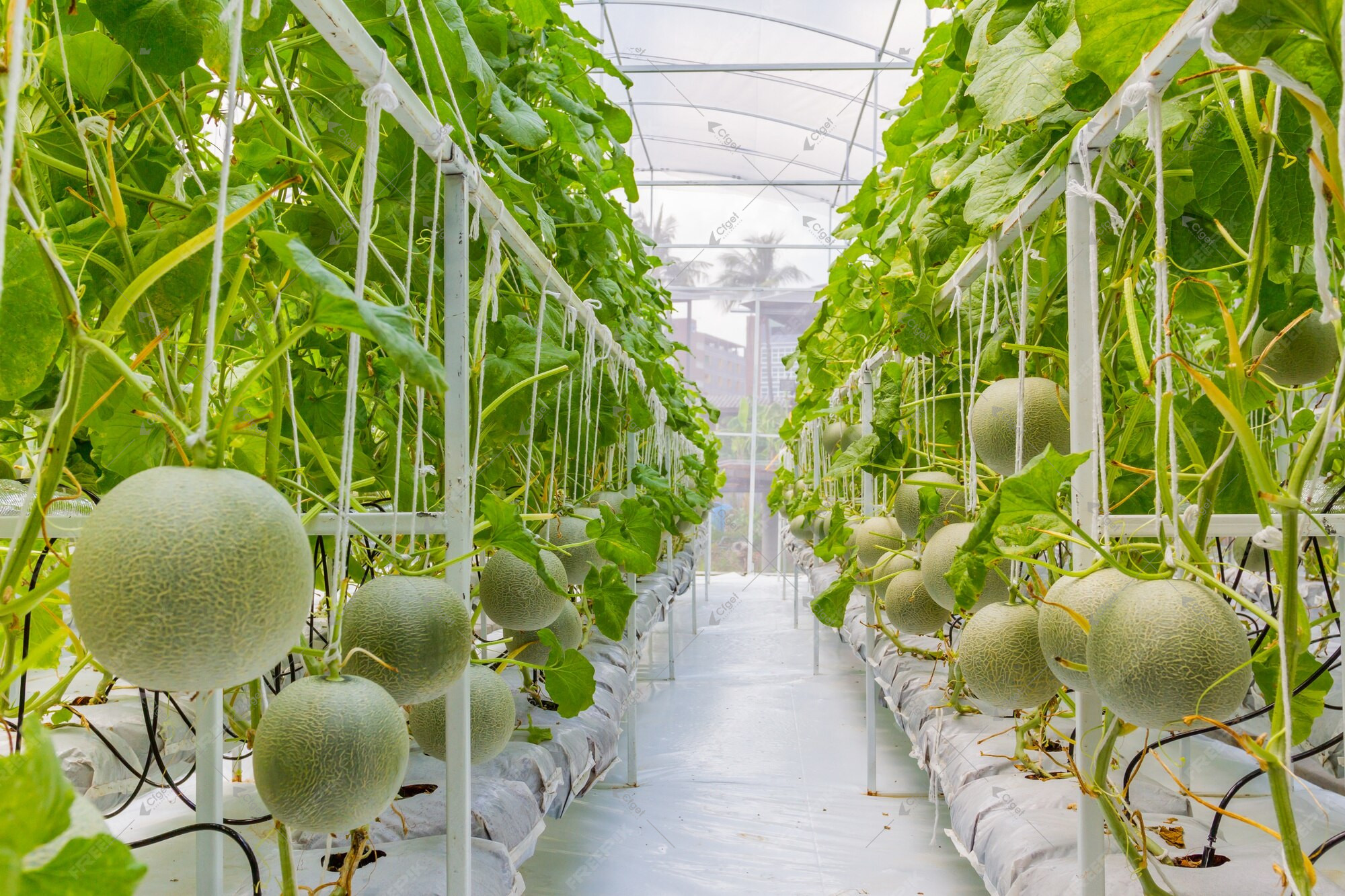 A supplier comparison should be based on drawings, material specifications, system scope, and installation responsibility. greenhouse project planning image for Can I Grow Vegetables Year Round In A Greenhouse detail