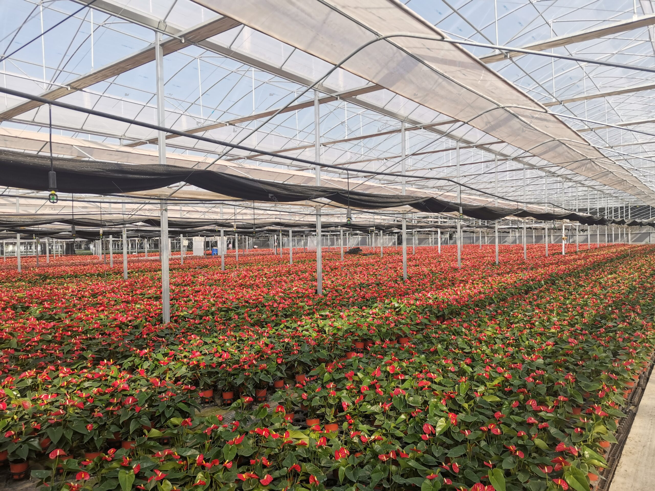 Greenhouse project image showing the kind of scope details buyers should confirm before evaluating how to choose a greenhouse supplier. greenhouse project planning image for how to choose a greenhouse supplier overview
