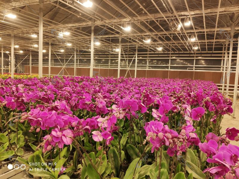 Greenhouse project image showing the kind of scope details buyers should confirm before evaluating greenhouse flower production. greenhouse project planning image for greenhouse flower production overview