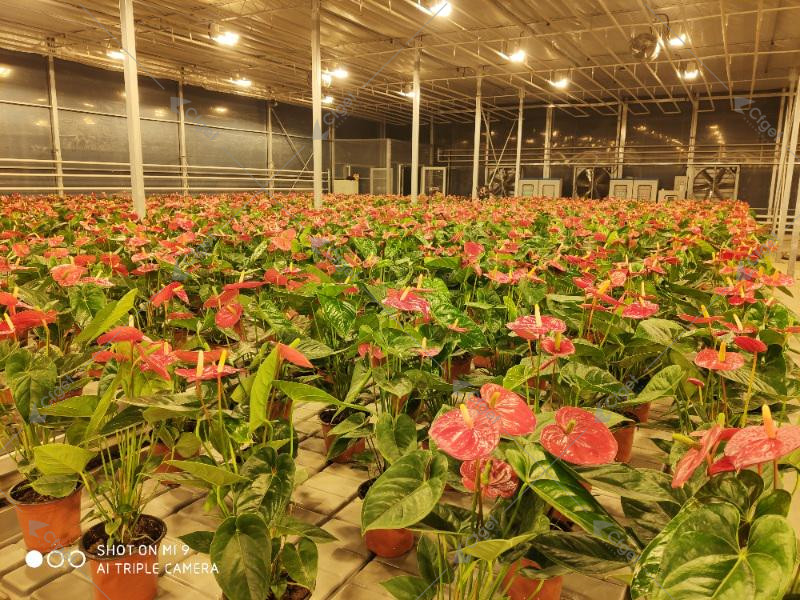 A supplier comparison should be based on drawings, material specifications, system scope, and installation responsibility. greenhouse project planning image for greenhouse flower production detail