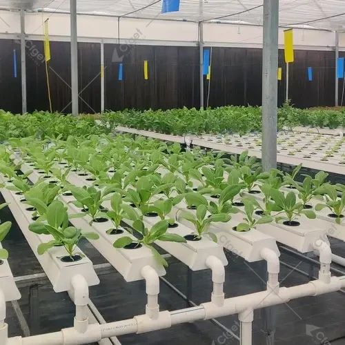 Greenhouse project image showing the kind of scope details buyers should confirm before evaluating greenhouse plastic film vs polycarbonate. greenhouse project planning image for greenhouse plastic film vs polycarbonate overview