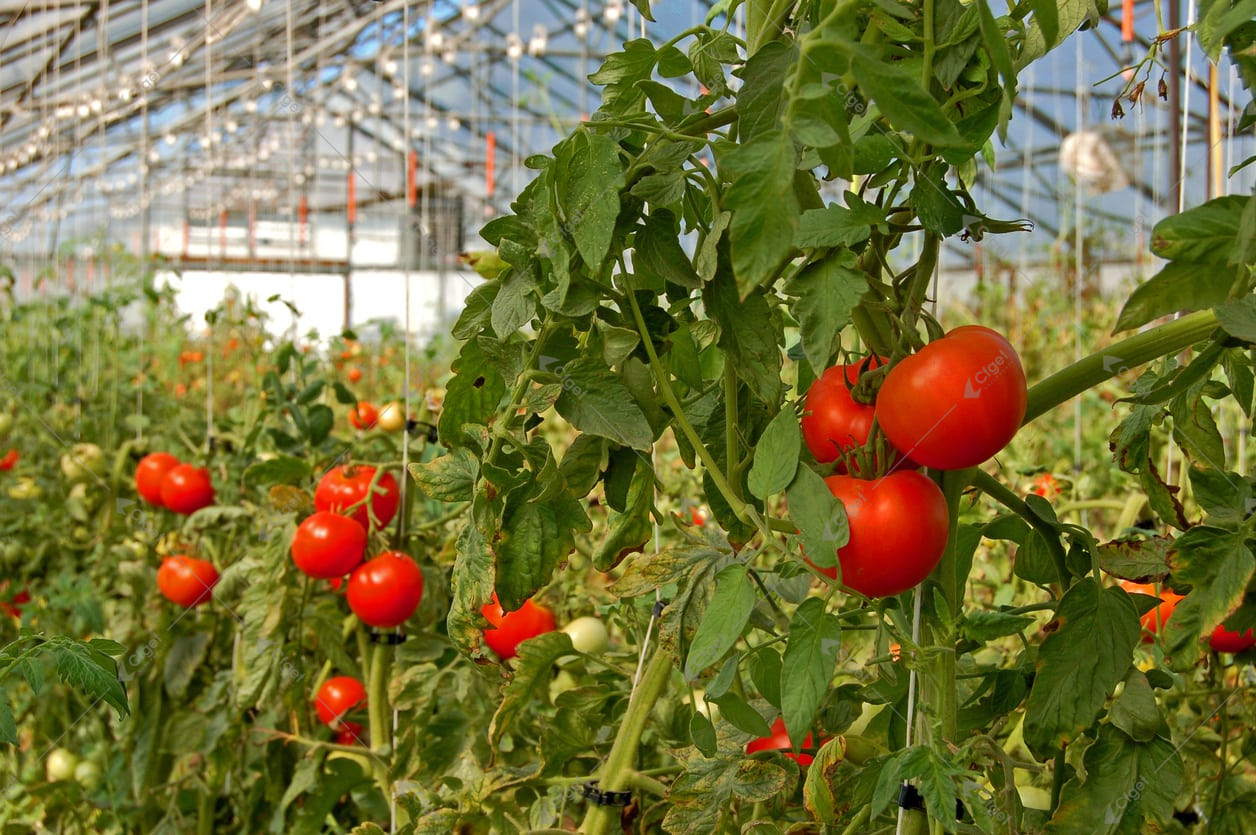 Project images help buyers separate a complete greenhouse offer from a quote that leaves important work undefined. greenhouse project planning image for how to choose tomato greenhouse detail