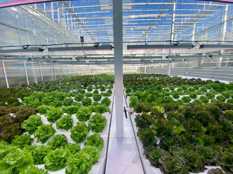 Greenhouse project image showing the kind of scope details buyers should confirm before evaluating lettuce greenhouse hydroponics. greenhouse project planning image for lettuce greenhouse hydroponics overview