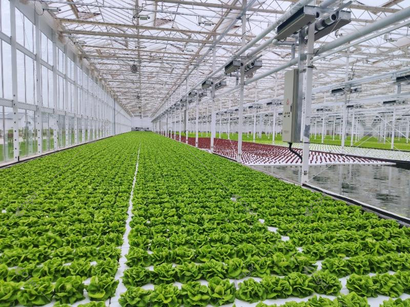A supplier comparison should be based on drawings, material specifications, system scope, and installation responsibility. greenhouse project planning image for lettuce greenhouse hydroponics detail