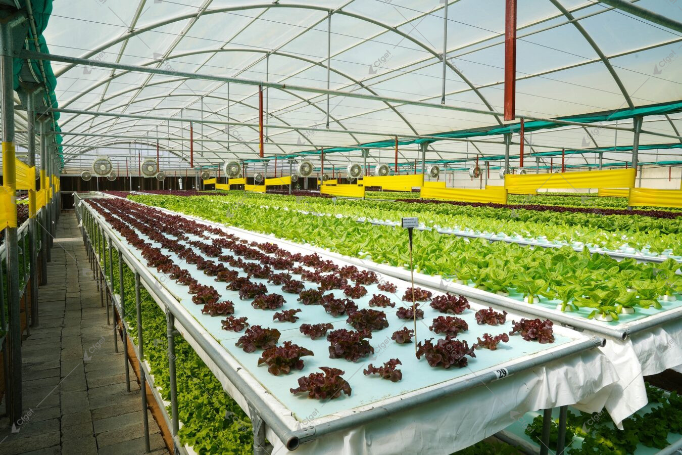 Project images help buyers separate a complete greenhouse offer from a quote that leaves important work undefined. greenhouse project planning image for lettuce greenhouse hydroponics detail