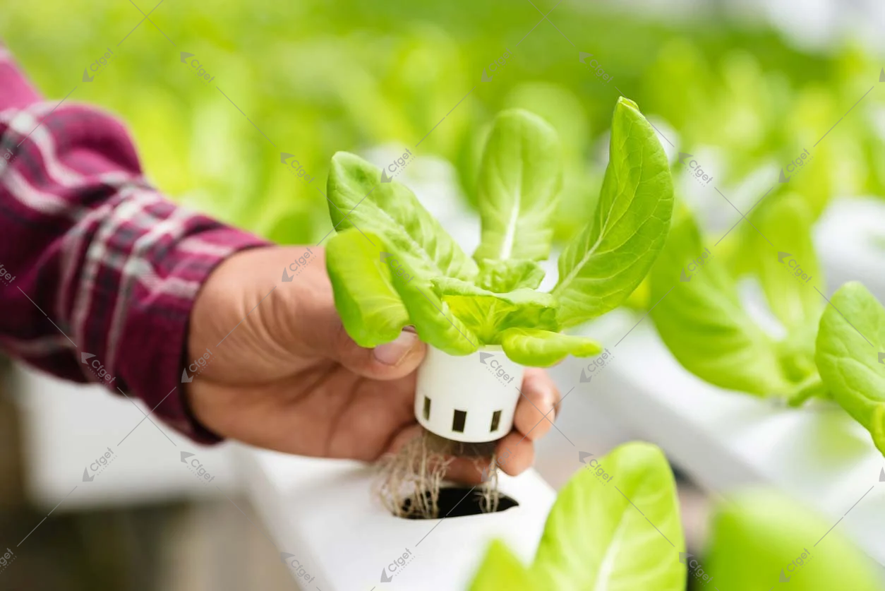 A practical RFQ should make structure, covering, systems, logistics, and after-sales support visible before price is compared. greenhouse project planning image for lettuce greenhouse hydroponics detail