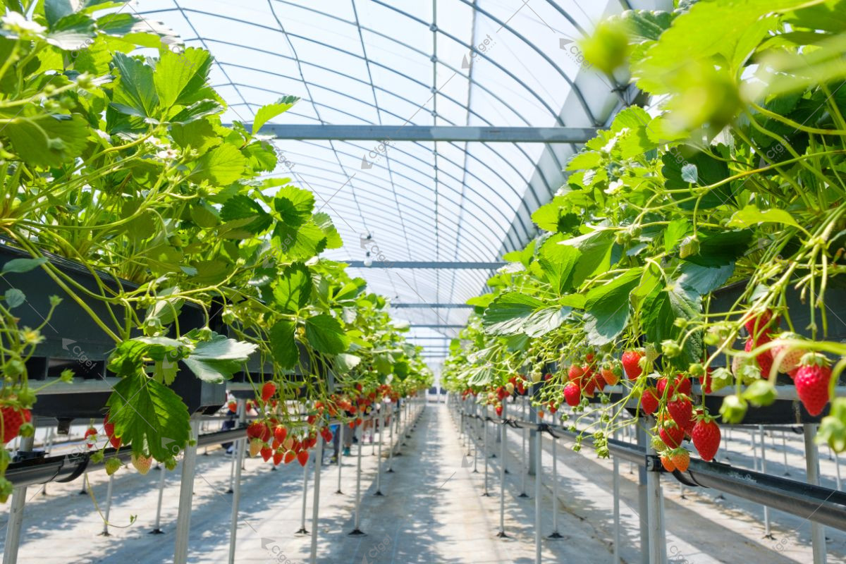 A supplier comparison should be based on drawings, material specifications, system scope, and installation responsibility. greenhouse project planning image for strawberry greenhouse detail
