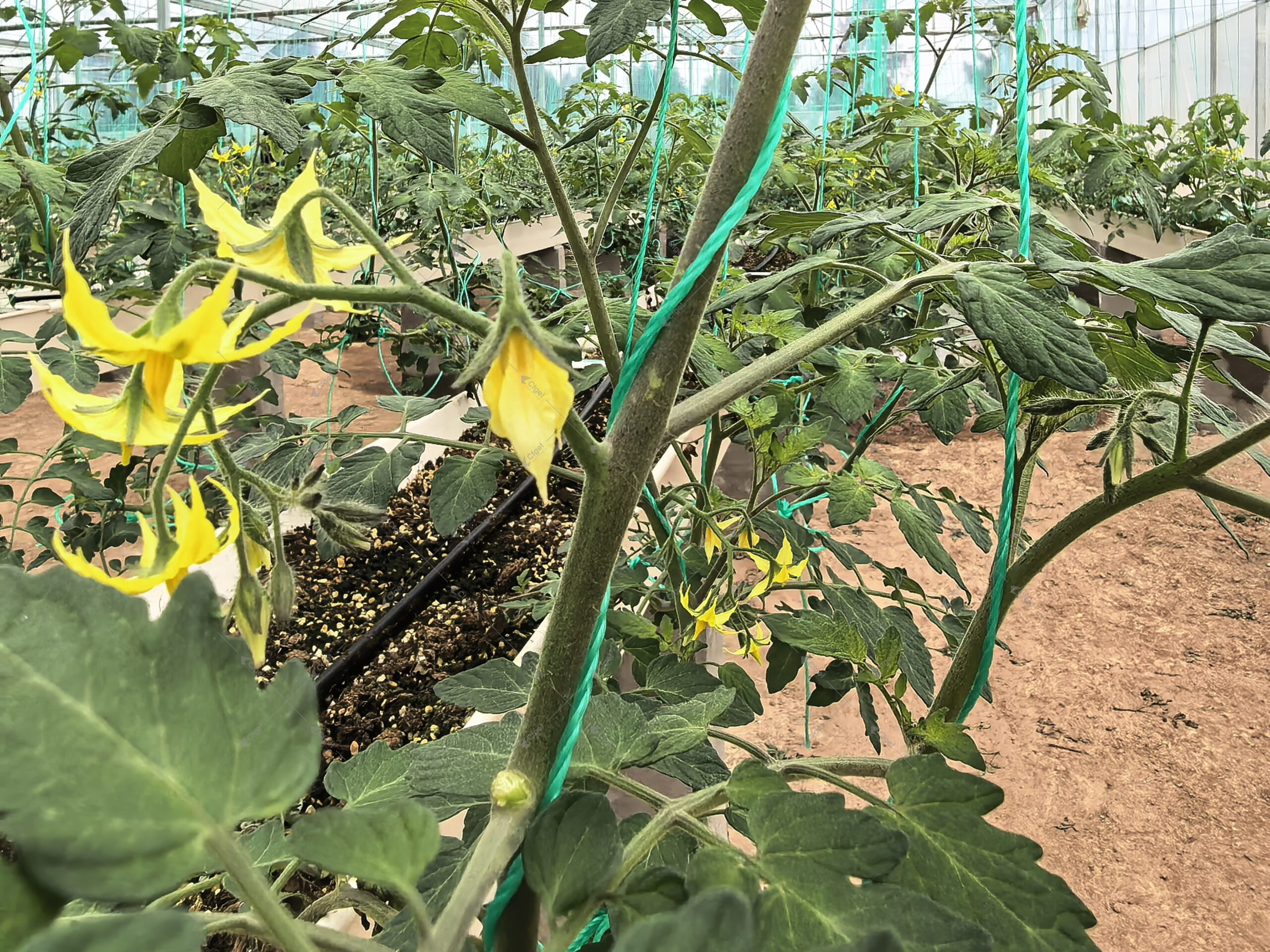 Structure and site details can change tomato greenhouse cost factors more than the basic greenhouse size alone. commercial greenhouse project cost planning image for tomato greenhouse cost factors detail