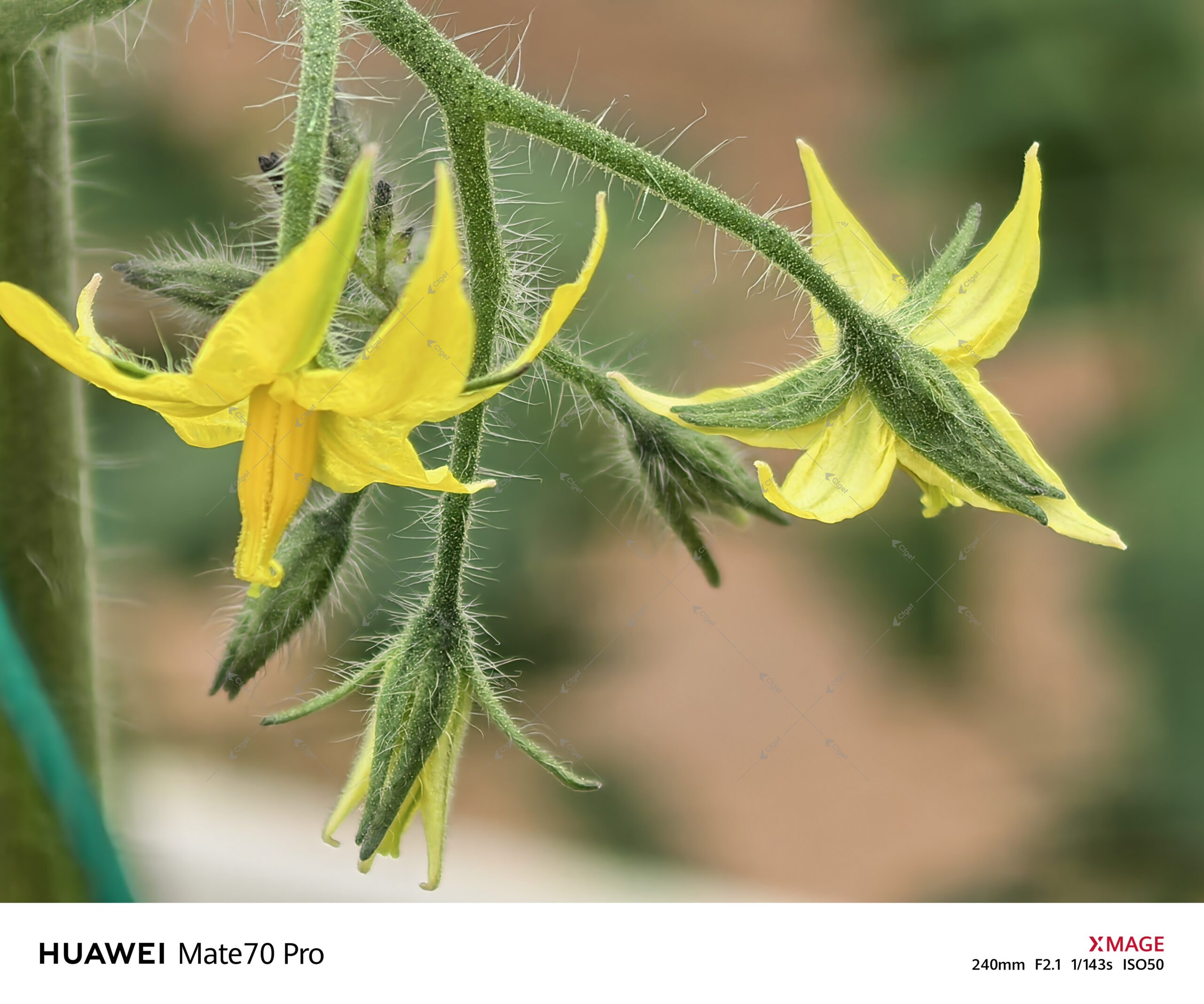 Structure and site details can change tomato greenhouse cost more than the basic greenhouse size alone. commercial greenhouse project cost planning image for tomato greenhouse cost detail