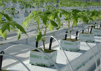 Project photos help check whether two greenhouse quotations are describing the same construction scope. commercial greenhouse project cost planning image for tomato greenhouse cost detail