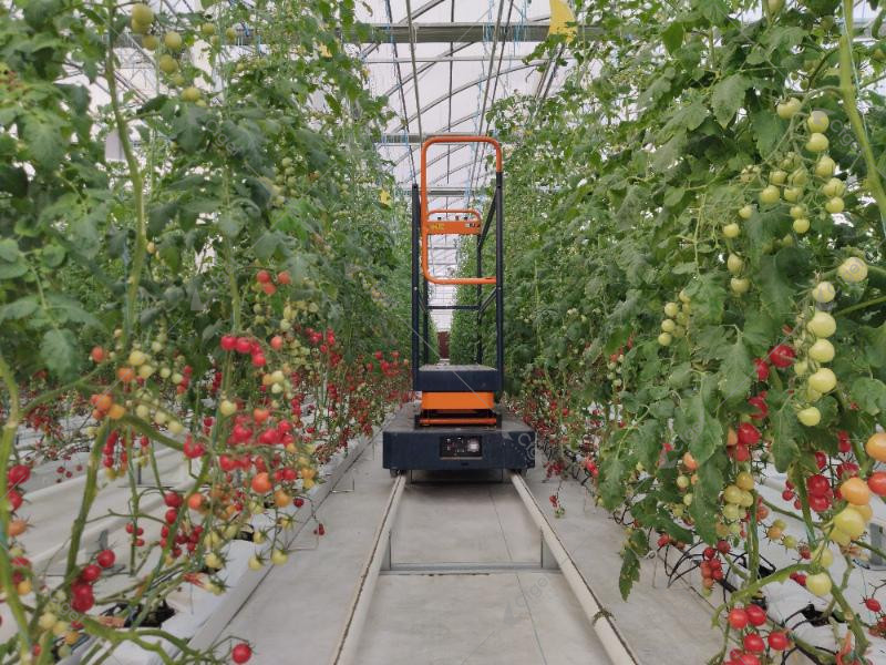 greenhouse project planning image for tomato greenhouse farming overview