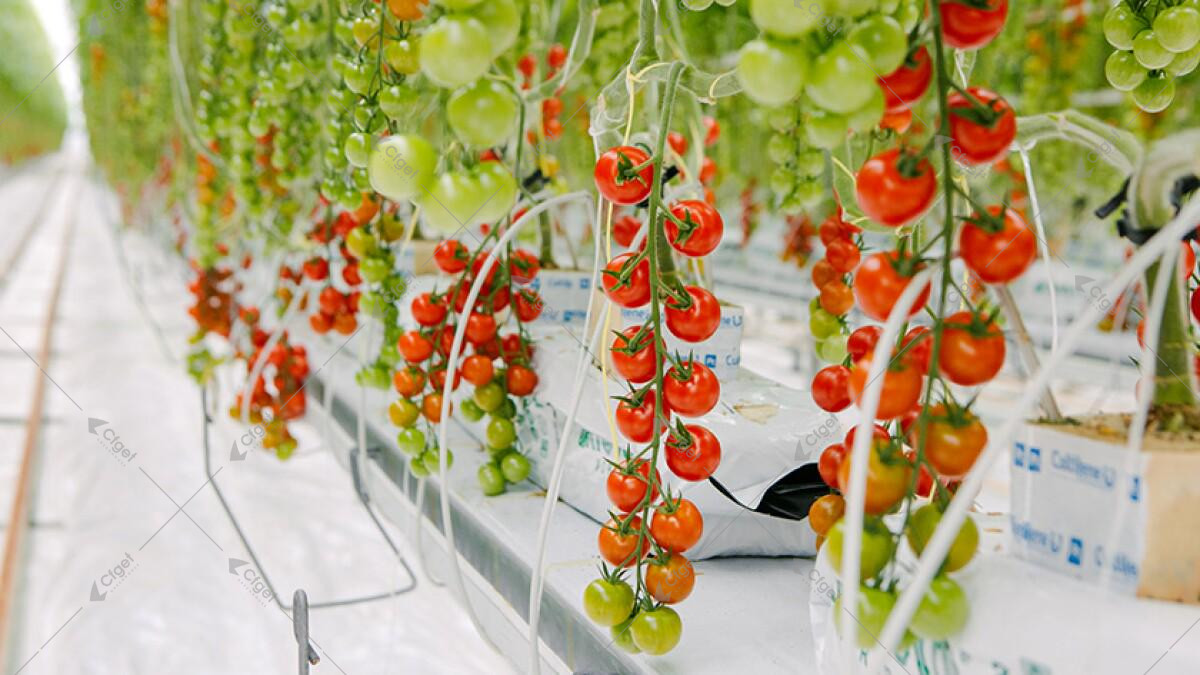 A supplier comparison should be based on drawings, material specifications, system scope, and installation responsibility. greenhouse project planning image for tomato greenhouse farming detail