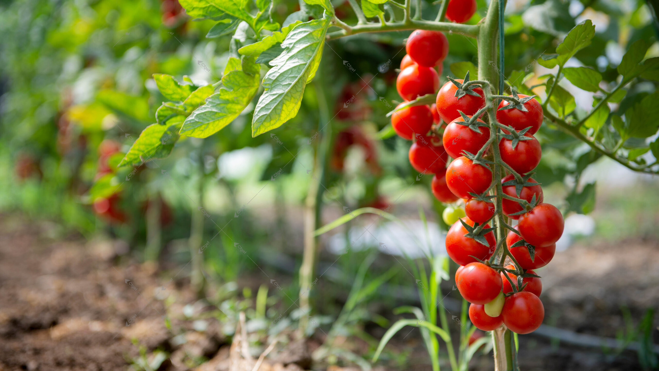 Project images help buyers separate a complete greenhouse offer from a quote that leaves important work undefined. greenhouse project planning image for tomato greenhouse farming detail