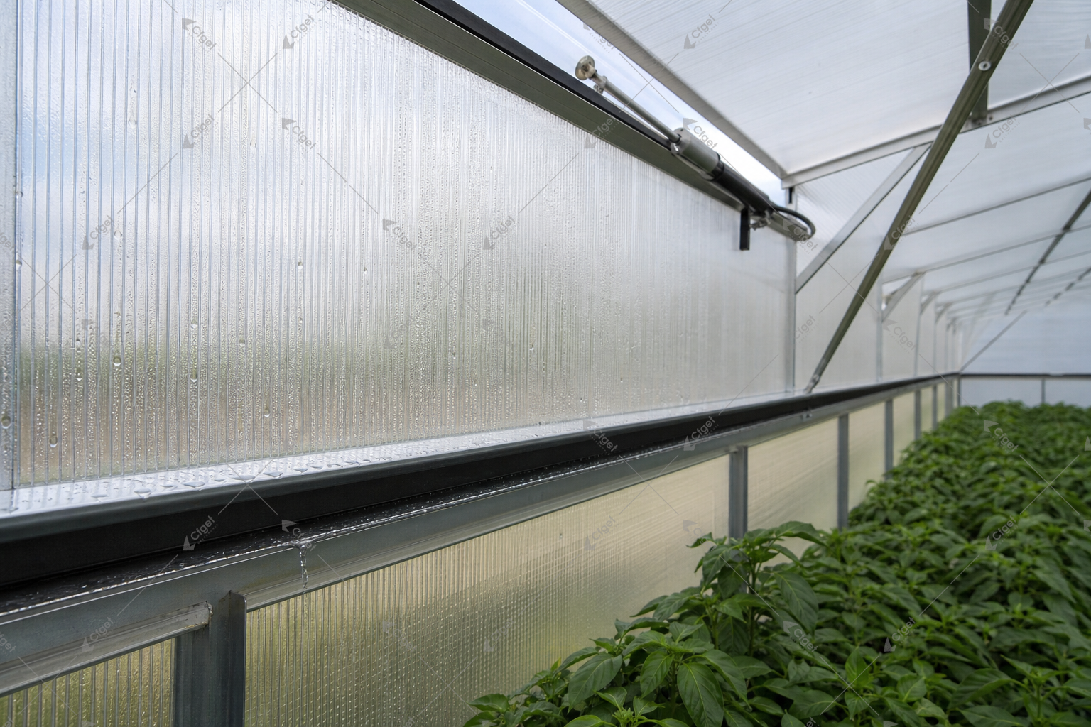 greenhouse supplier and RFQ planning image for 8mm Polycarbonate Greenhouse detail