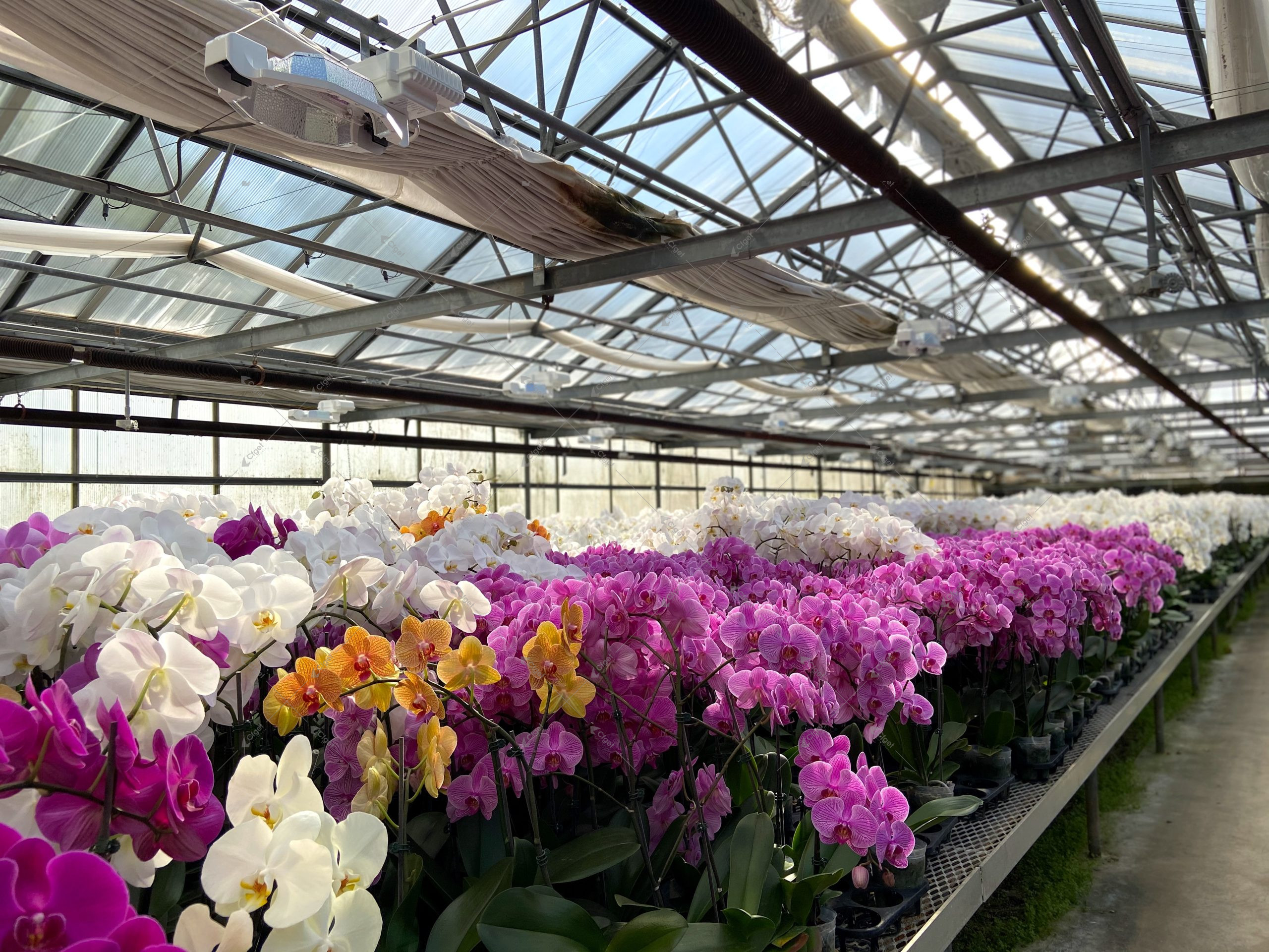 A supplier comparison should be based on drawings, material specifications, system scope, and installation responsibility. greenhouse project planning image for Automated Light Dep Greenhouse detail