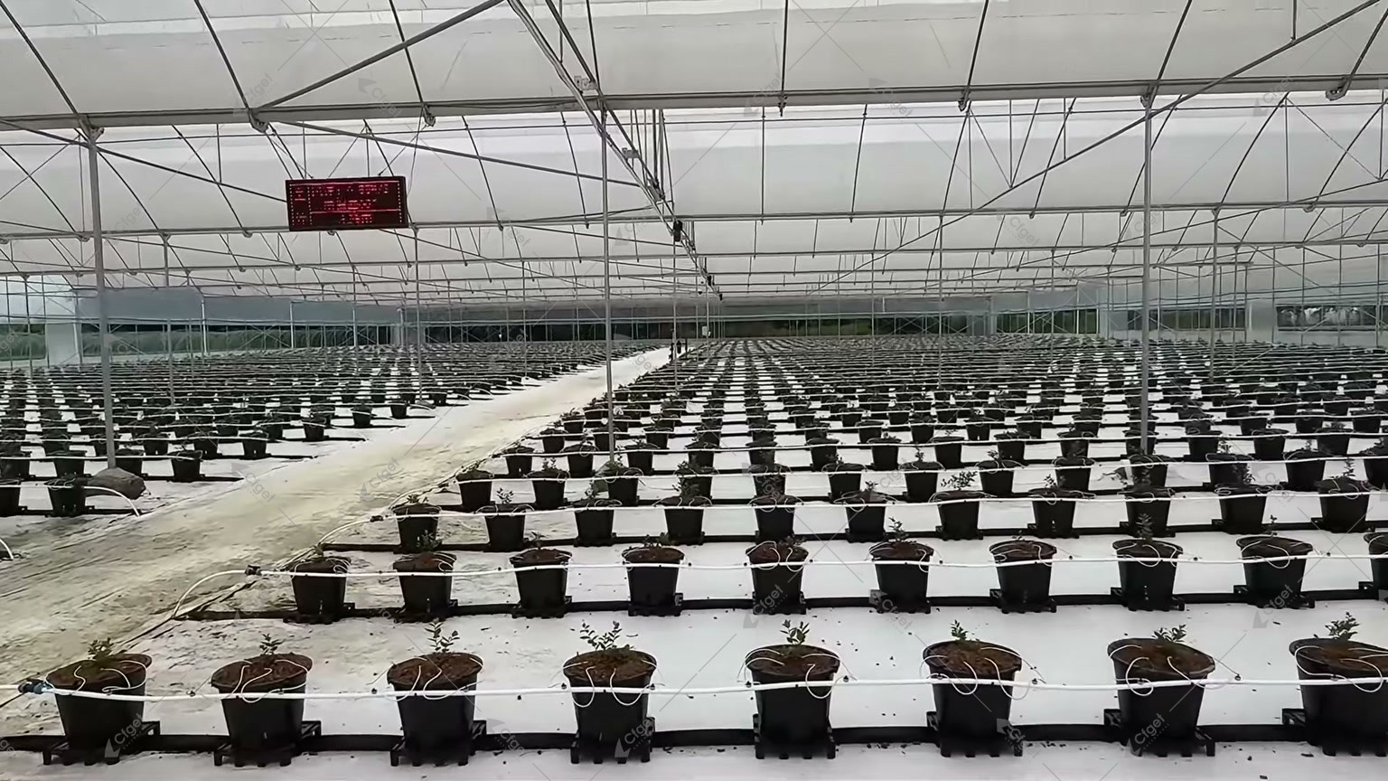 Wide greenhouse block with individually irrigated blueberry containers arranged in rows for blueberry greenhouse substrate