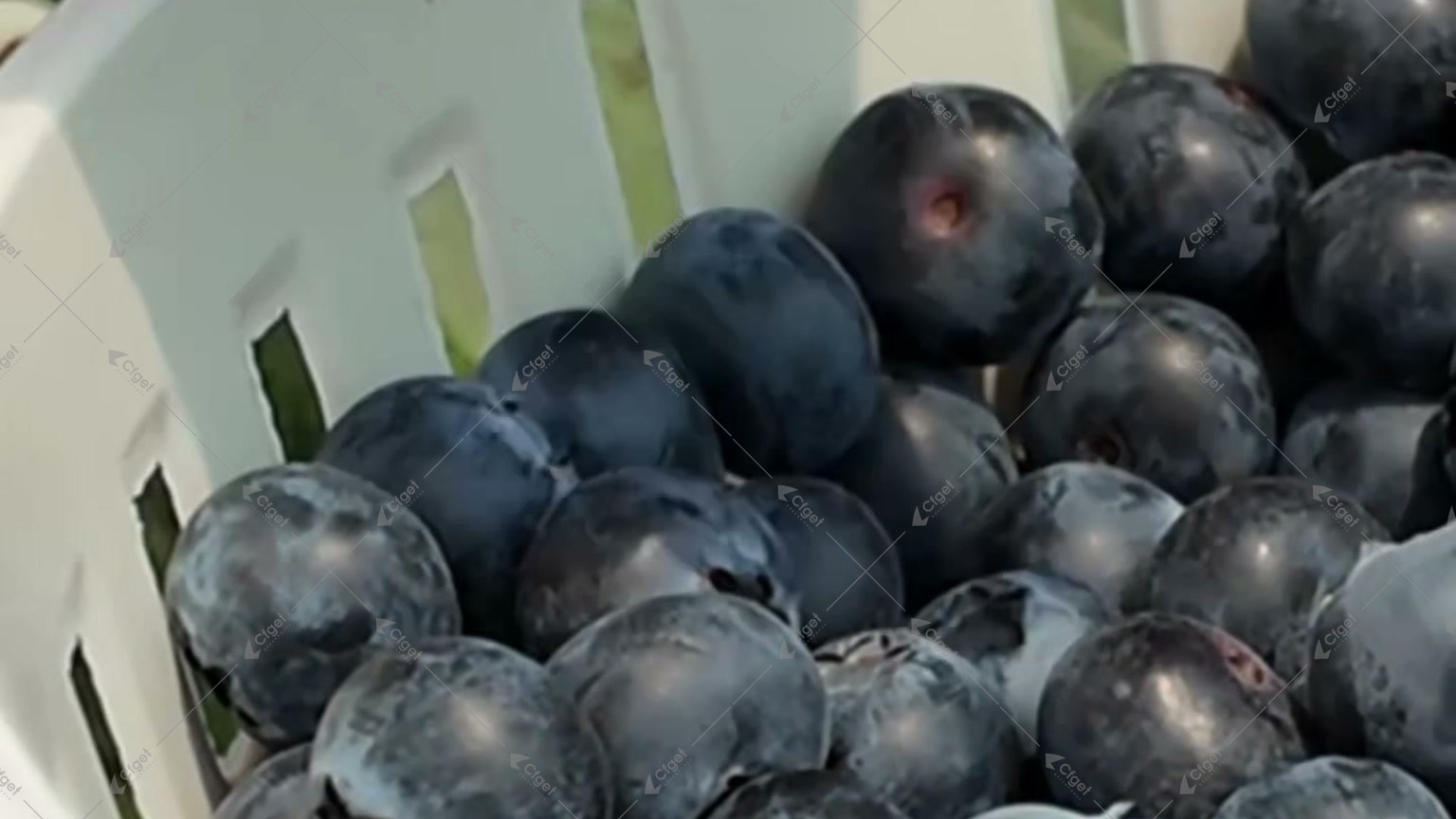 Fresh blueberries in a ventilated plastic harvest basket for blueberry greenhouse crop calendar