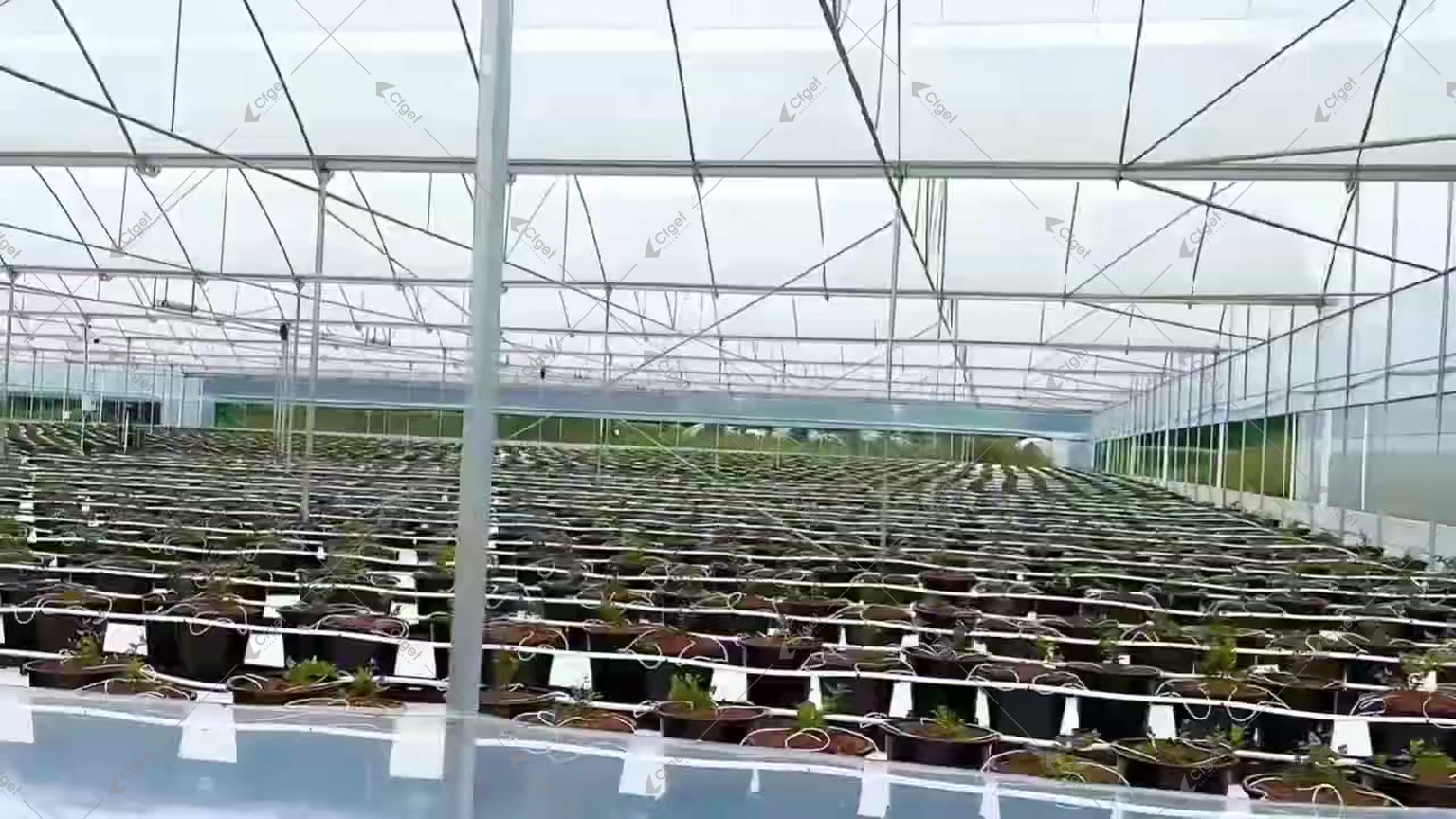 Rows of young blueberry plants in individual containers with irrigation tubes inside a greenhouse for blueberry chill hours greenhouse
