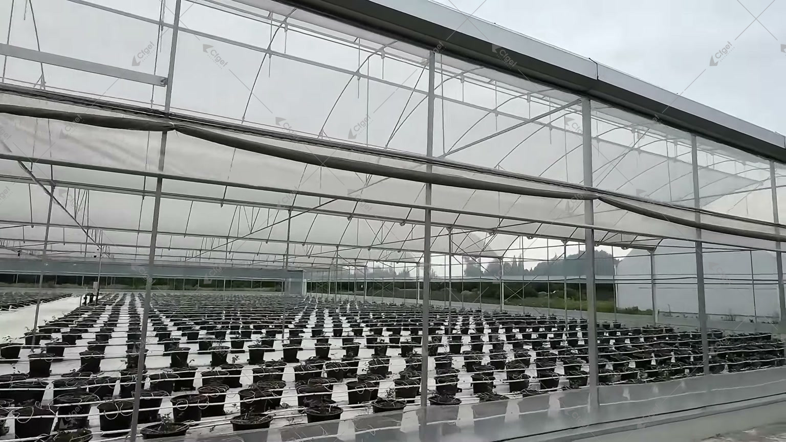 Wide greenhouse side opening beside rows of container-grown blueberry plants for blueberry greenhouse design