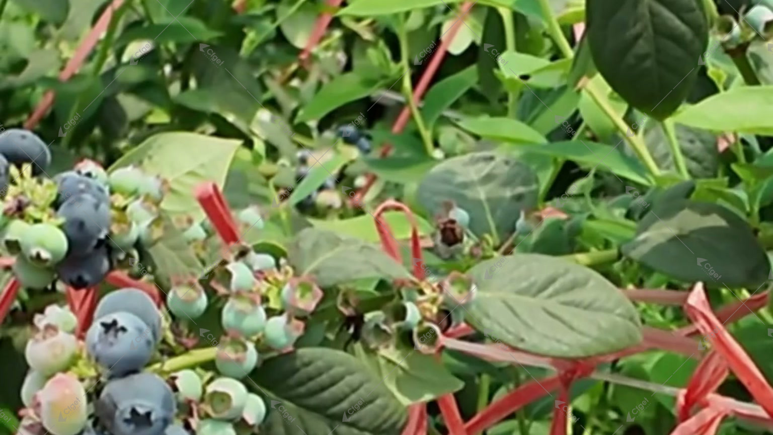 Green, pink and ripe blueberries on a fruiting bush beside a harvest basket for blueberry greenhouse pollination