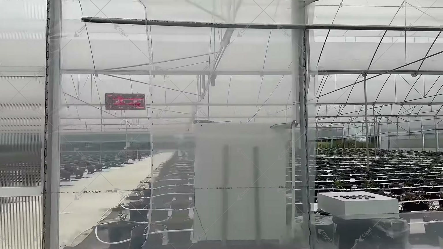 Greenhouse container rows with irrigation lines, a control box and a suspended display for blueberry greenhouse problems