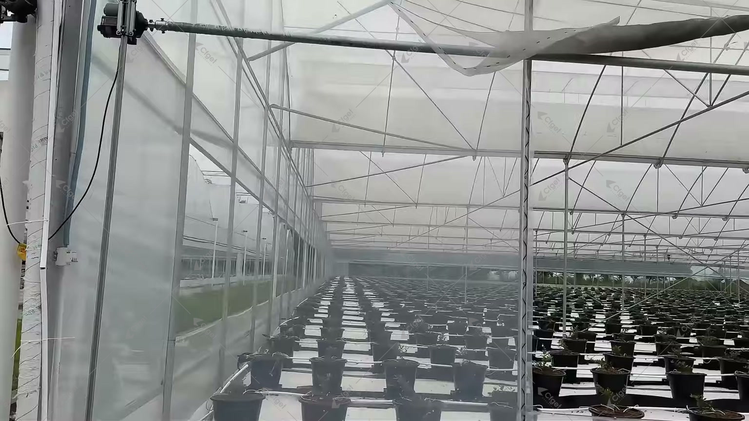 Screened opening between container blueberry production zones inside a greenhouse for blueberry greenhouse temperature humidity