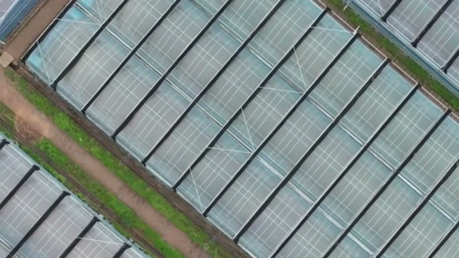 Aerial view of parallel arched blueberry greenhouse structures at the CFGET Chengdu site for Chengdu blueberry greenhouse